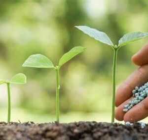 Fertilizer Tree Tabs 10 Tabs