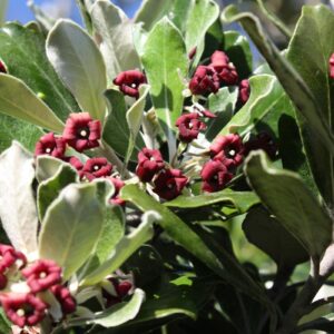 Pittosporum crassifolium LRG Karo 35L Nil