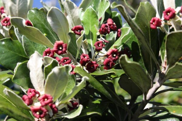 Pittosporum crassifolium LRG Karo 35L Nil
