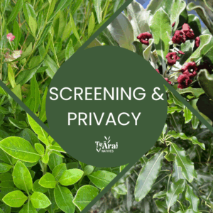 Mixed Trays - Screening