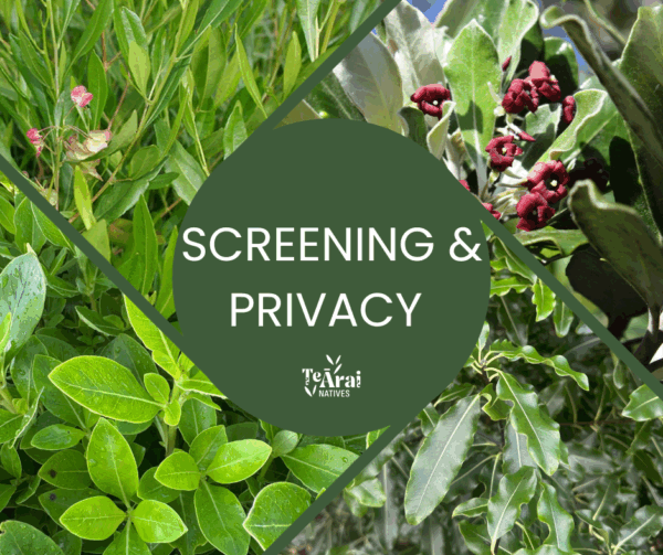 Mixed Trays - Screening