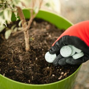 Fertilizer Tree Tabs 10 Tabs