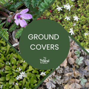 Mixed Trays - T28 - Ground Cover Mix .5L