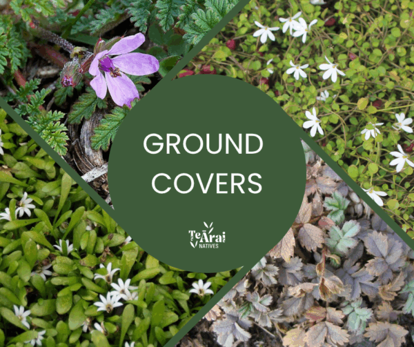 Mixed Trays - T28 - Ground Cover Mix .5L