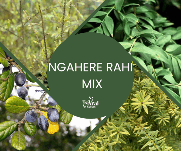 Mixed Trays - T28 - Ngahere Rahi Mix .5L